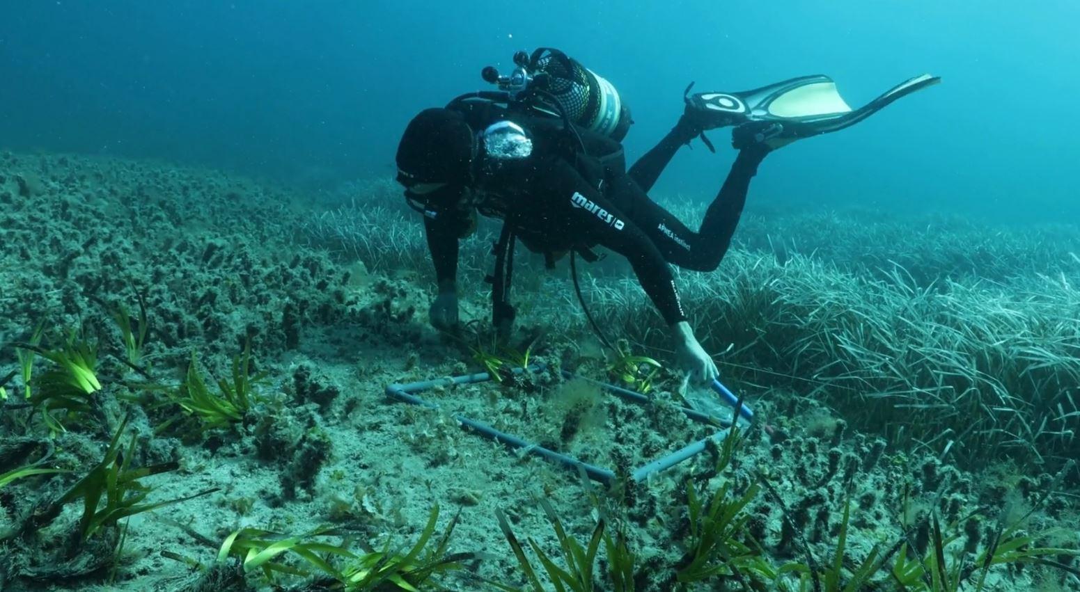Jornada de replantación de posidonia oceánica en Formentera