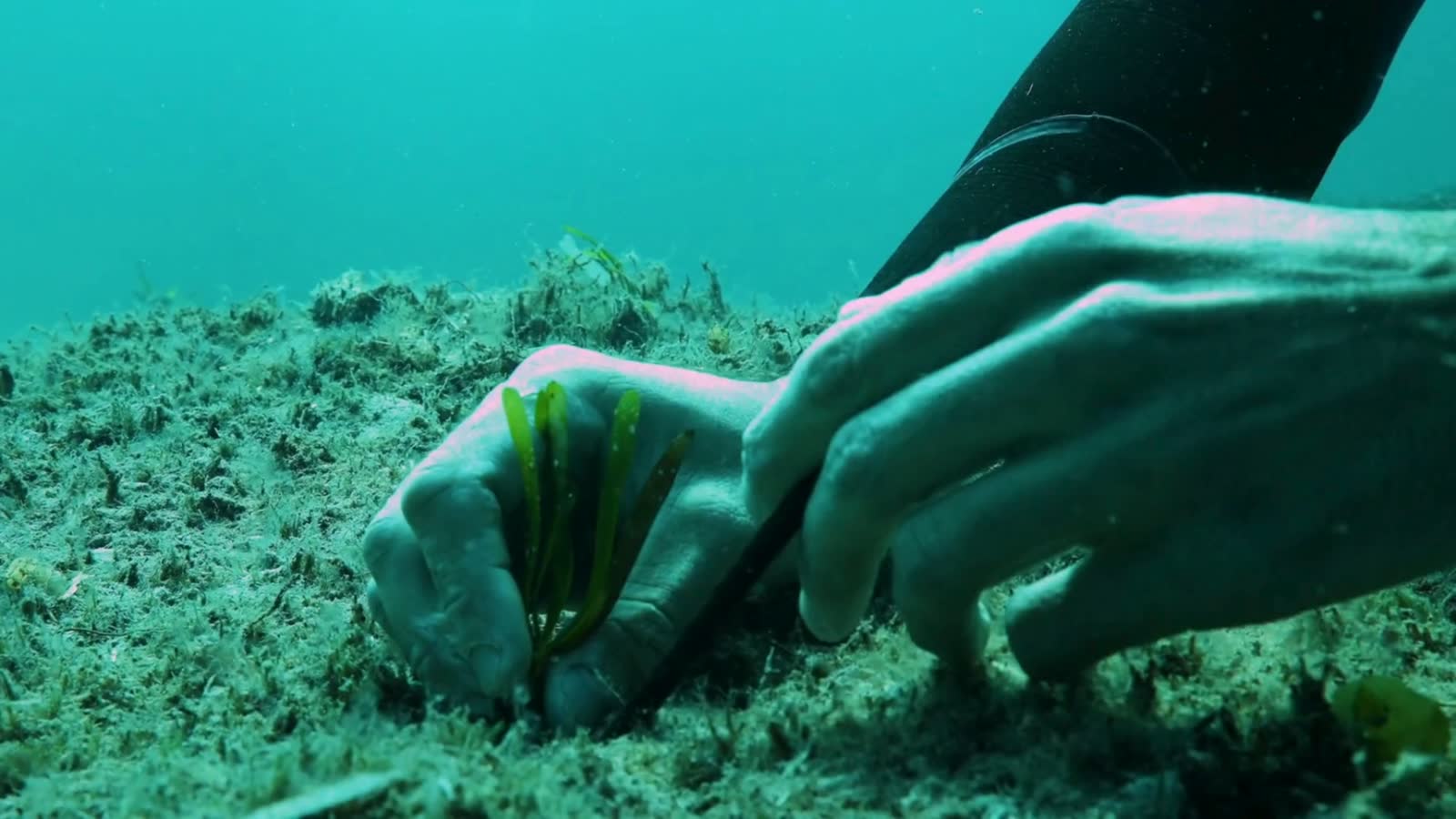 Manos replantando posidonia en el fondo marino de Formentera
