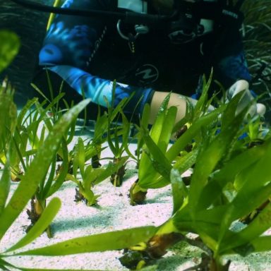 posidonia 1