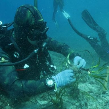 posidonia 6